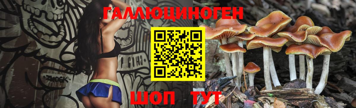 Псилоцибиновые грибы Psilocybe Сосновый Бор